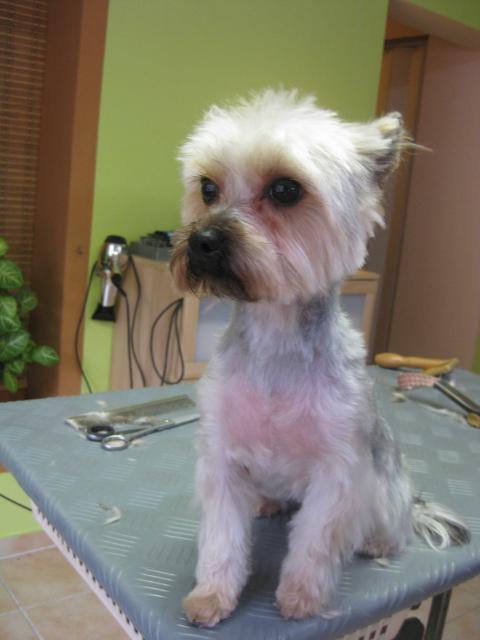 Suzy, Yorkshire Terrier